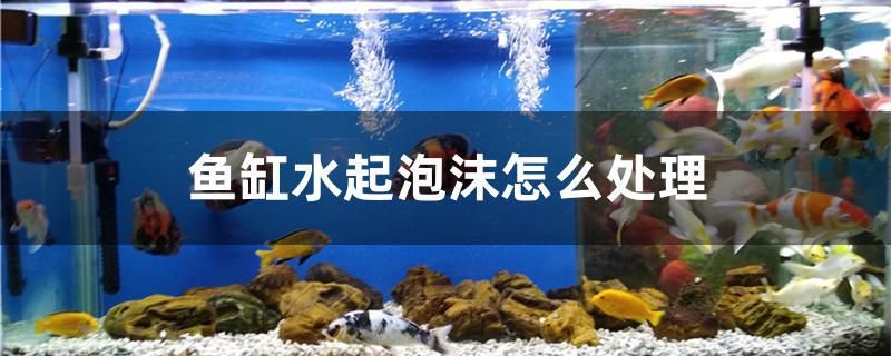 鱼缸水起泡沫怎么处理 广州观赏鱼批发市场