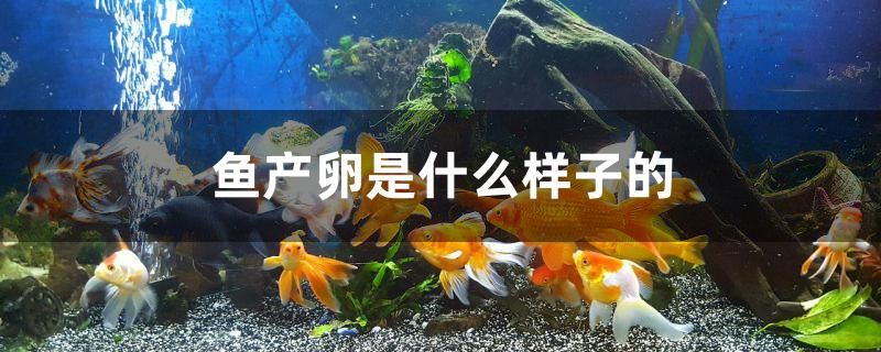 鱼产卵是什么样子的 白子关刀鱼