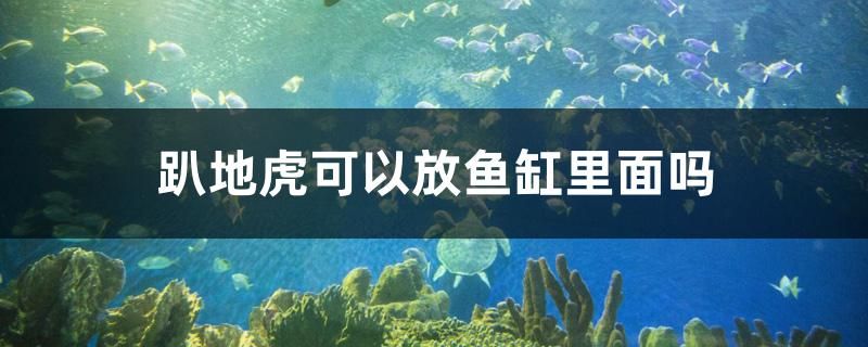 趴地虎可以放鱼缸里面吗 龙鱼专用灯