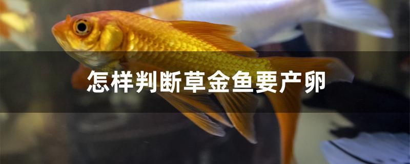 怎样判断草金鱼要产卵 青龙鱼