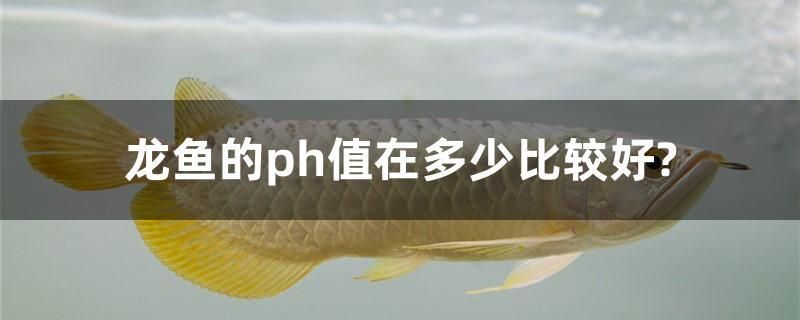 龙鱼的ph值在多少比较好？ 和尚鱼