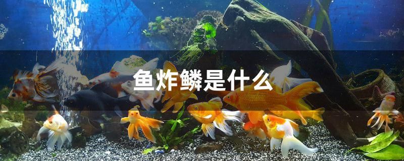 鱼炸鳞是什么 鱼缸/水族箱