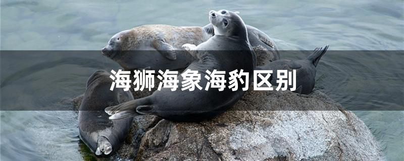 海狮海象海豹区别在哪里 狗仔（招财猫)鱼苗