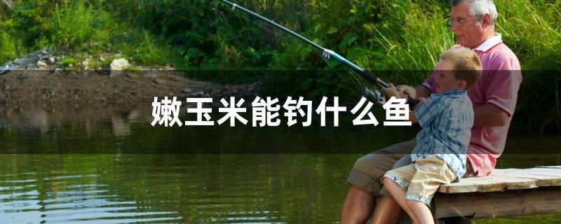 熊猫异形鱼多久繁殖：熊猫异形鱼的饲养方法 2024第28届中国国际宠物水族展览会CIPS（长城宠物展2024 CIPS）