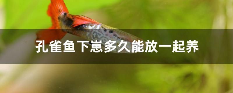 聊城二手鱼缸转让58同城电话多少（聊城二手鱼缸转让58同城电话多少钱） 马来西亚咖啡 第2张