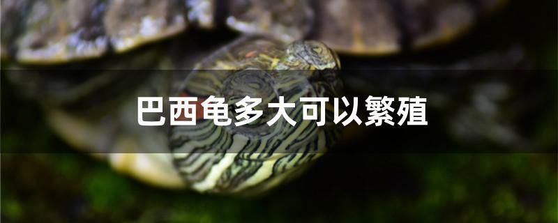 巴西龟多大可以繁殖 黄金梦幻雷龙鱼