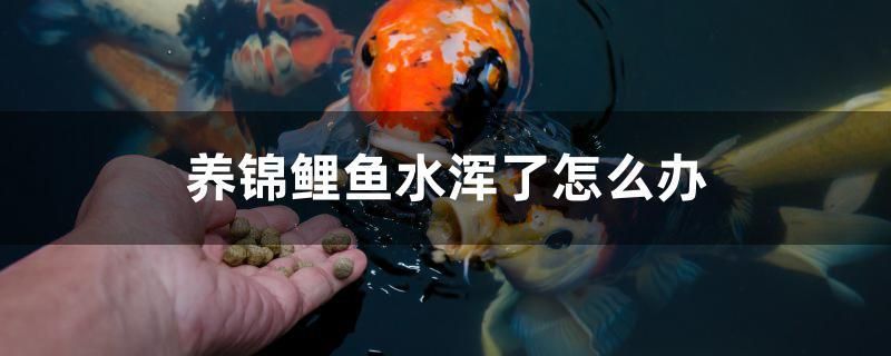 养锦鲤鱼水浑了怎么办 定时器/自控系统