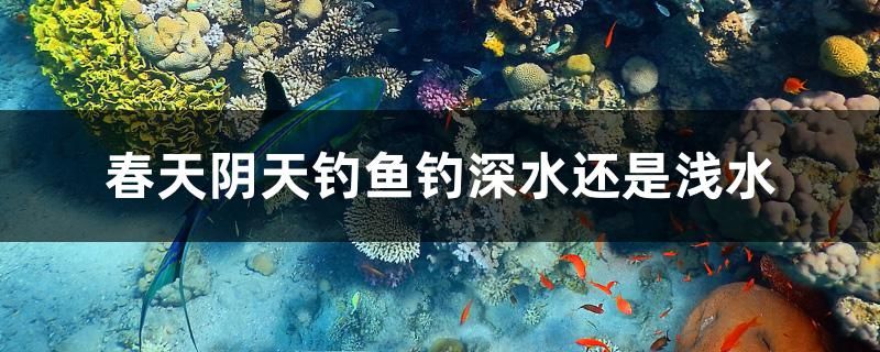 春天阴天钓鱼钓深水还是浅水 水族主题相关