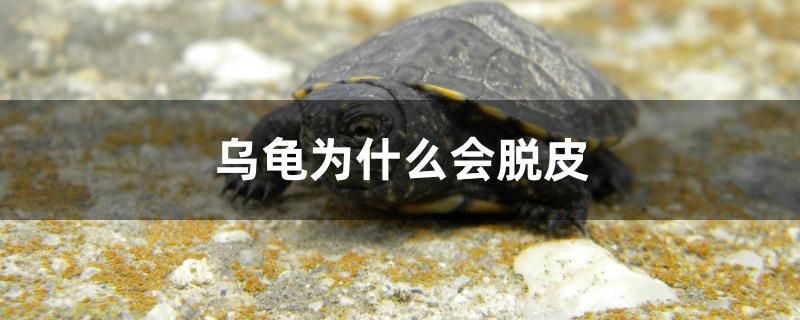 乌龟为什么会脱皮 2024第28届中国国际宠物水族展览会CIPS（长城宠物展2024 CIPS）