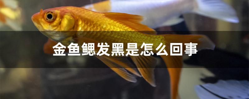 金鱼鳃发黑是怎么回事 广州水族器材滤材批发市场