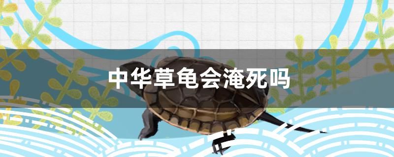 中华草龟会淹死吗 祥龙龙鱼专用水族灯