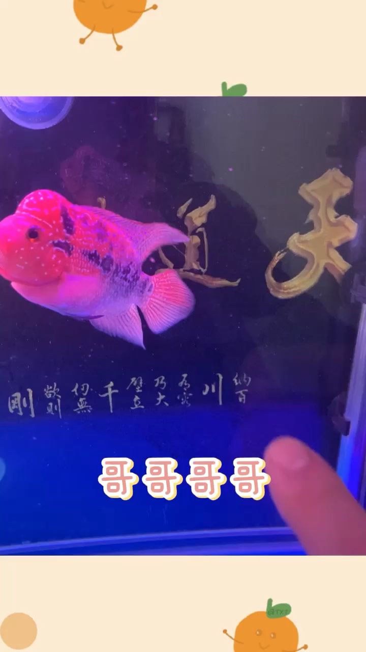 入缸第四天 观赏鱼论坛 第1张