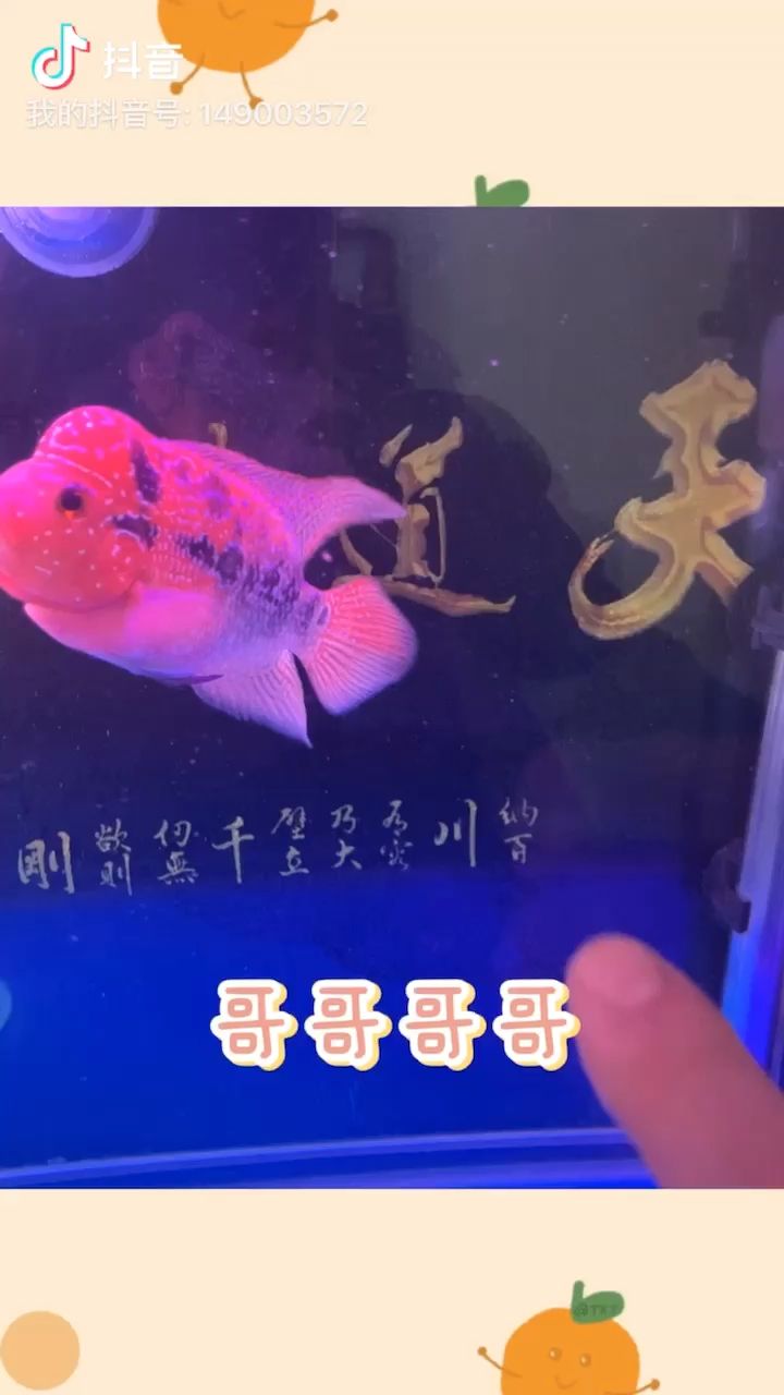 鱼缸放在西方养几条鱼（ 鱼缸放在西户客厅什么位置最好） 海水鱼（海水鱼批发）