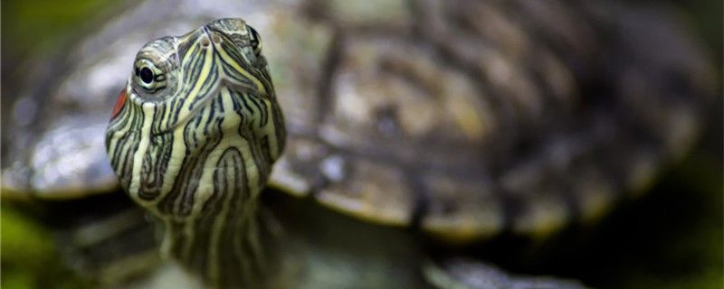 绿水养龟粪便怎么处理绿水养龟有什么好处