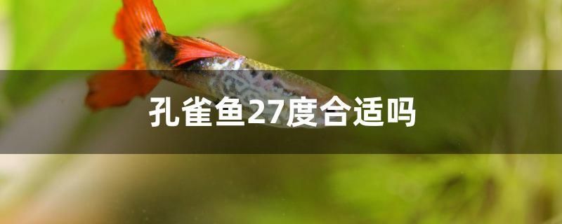 孔雀鱼27度合适吗 其他宠物