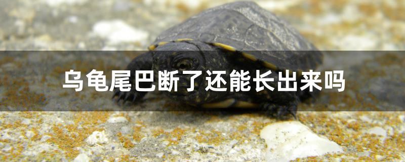 乌龟尾巴断了还能长出来吗 其他品牌鱼缸