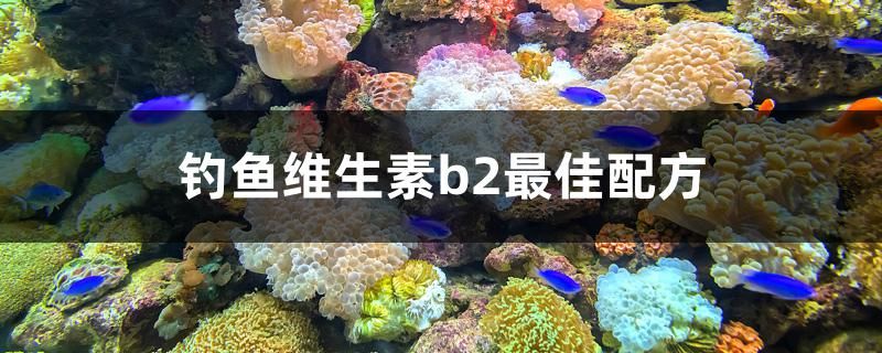 钓鱼维生素b2最佳配方 森森鱼缸