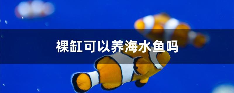 裸缸可以养海水鱼吗 粗线银版鱼