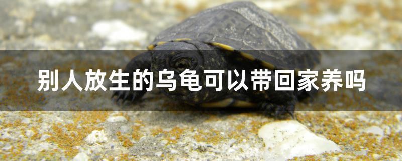 别人放生的乌龟可以带回家养吗 鱼缸水质稳定剂