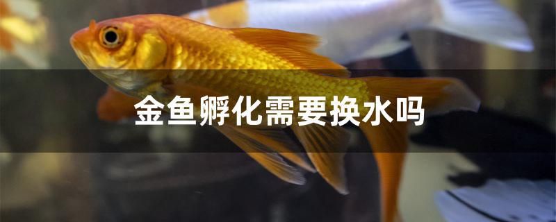 金鱼孵化需要换水吗