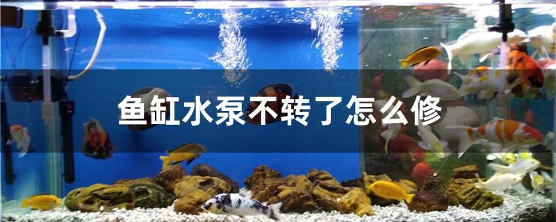 鱼缸水泵不转了怎么修 水族主题相关