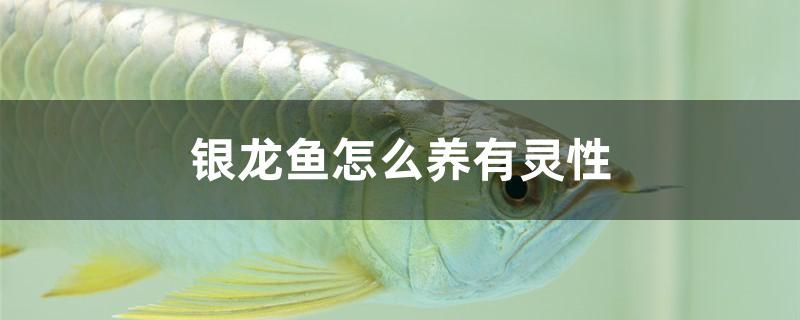 武汉二手鱼缸转让市场 武汉二手鱼缸交易市场 广州观赏鱼批发市场