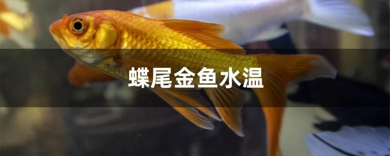 蝶尾金鱼水温 白子黄化银龙鱼