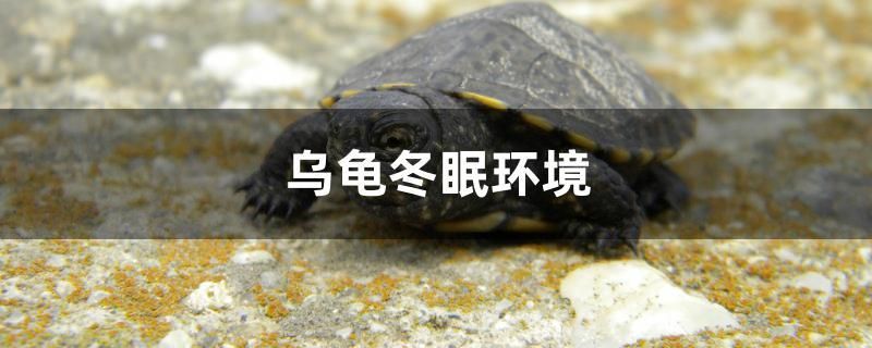 乌龟冬眠环境 养鱼知识