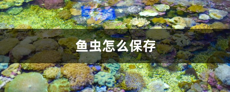 鱼虫怎么保存 水族世界