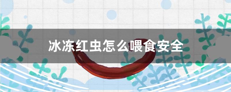 冰冻红虫怎么喂食安全 肥料