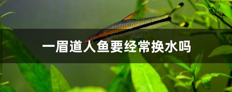 一眉道人鱼要经常换水吗 锦鲤鱼