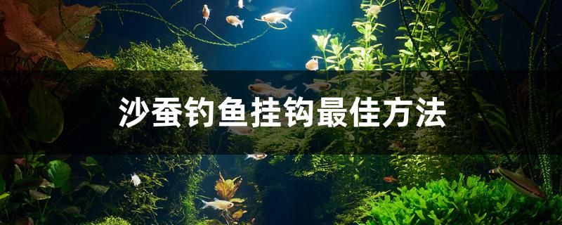 沙蚕钓鱼挂钩最佳方法 麦肯斯银版鱼