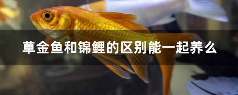 草金鱼和锦鲤的区别能一起养么