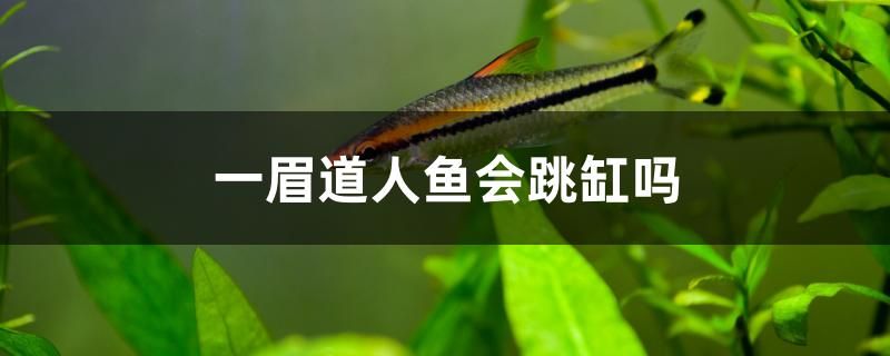 一眉道人鱼会跳缸吗 赤荔凤冠鱼