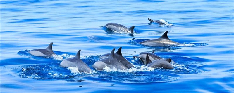 海豚是淡水生物吗可以在淡水中生存吗