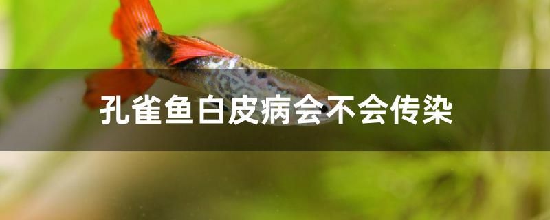 孔雀鱼白皮病会不会传染 祥龙龙鱼专用水族灯