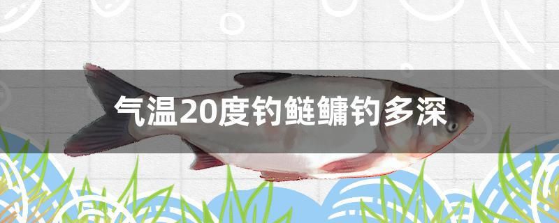 气温20度钓鲢鳙钓多深 白子银版鱼