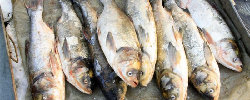 尿素肥水养鱼施肥方法肥水适合养什么鱼
