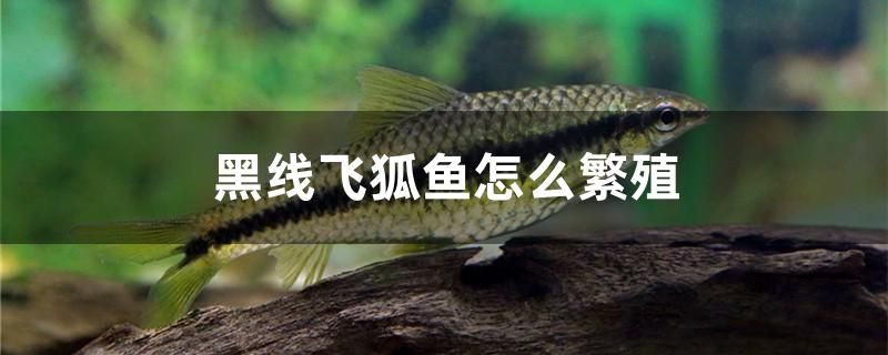 黑线飞狐鱼怎么繁殖 水族灯（鱼缸灯）