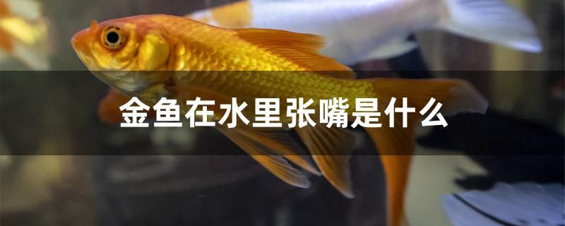 金鱼在水里张嘴是什么 刀鱼鱼