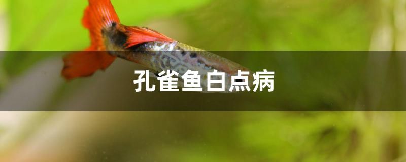 孔雀鱼白点病怎么治 水族展会