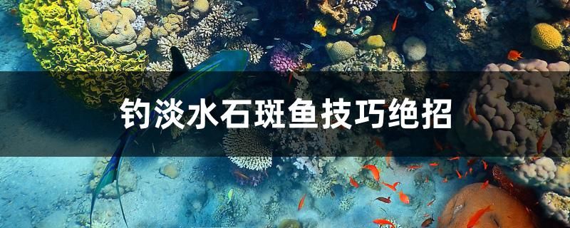 钓淡水石斑鱼技巧绝招 水族用品