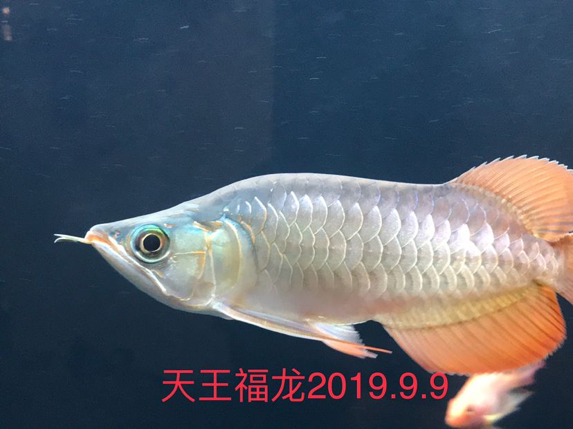 海豚有毒吗可以摸吗 福虎/异型虎鱼/纯色虎鱼 第5张