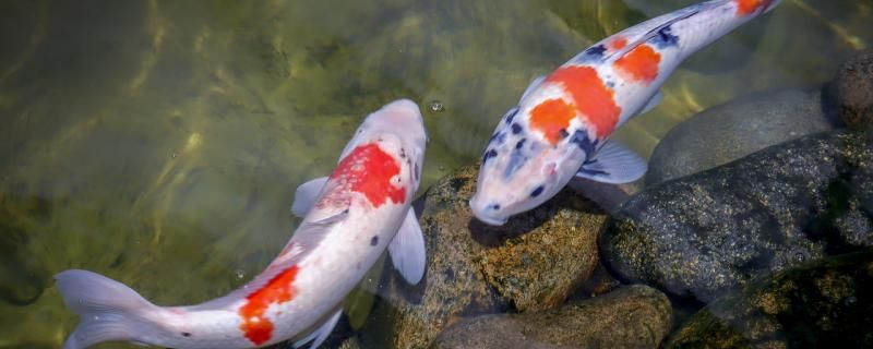 锦鲤能吃面包吗