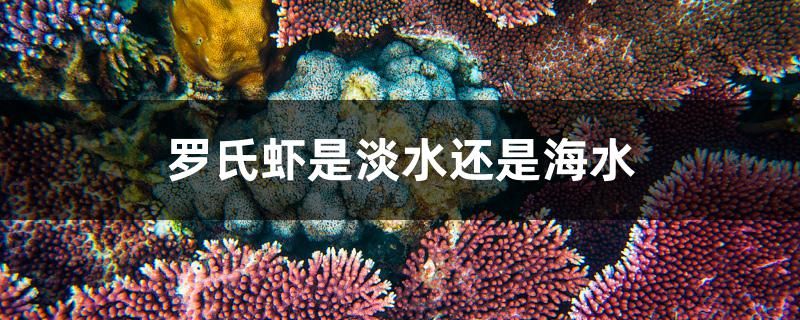 罗氏虾是淡水虾还是海水虾 财神鹦鹉鱼