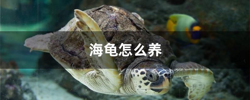 海龟怎么养