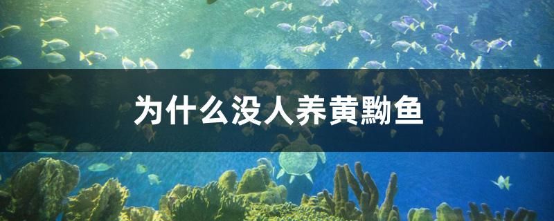 老渔匠加热棒L1（加热棒温控坏了怎么修） 祥龙水族医院 第2张