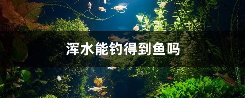 新泰观赏鱼养殖场电话 新泰观赏鱼养殖场电话号码 其他品牌鱼缸 第1张