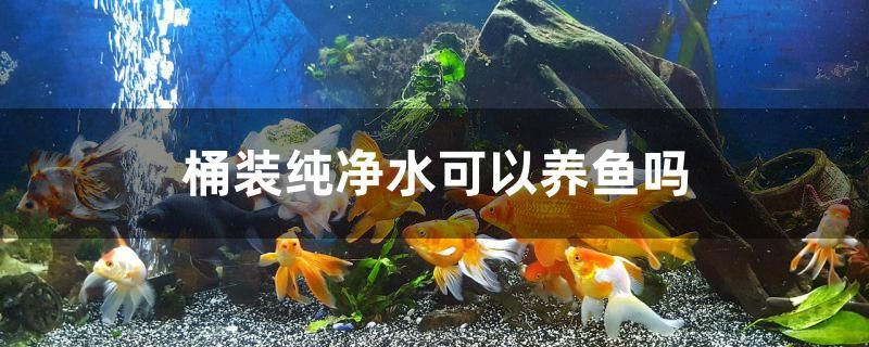 桶装纯净水可以养鱼吗