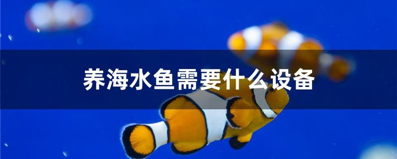 养海水鱼需要什么设备 水族维护服务（上门）